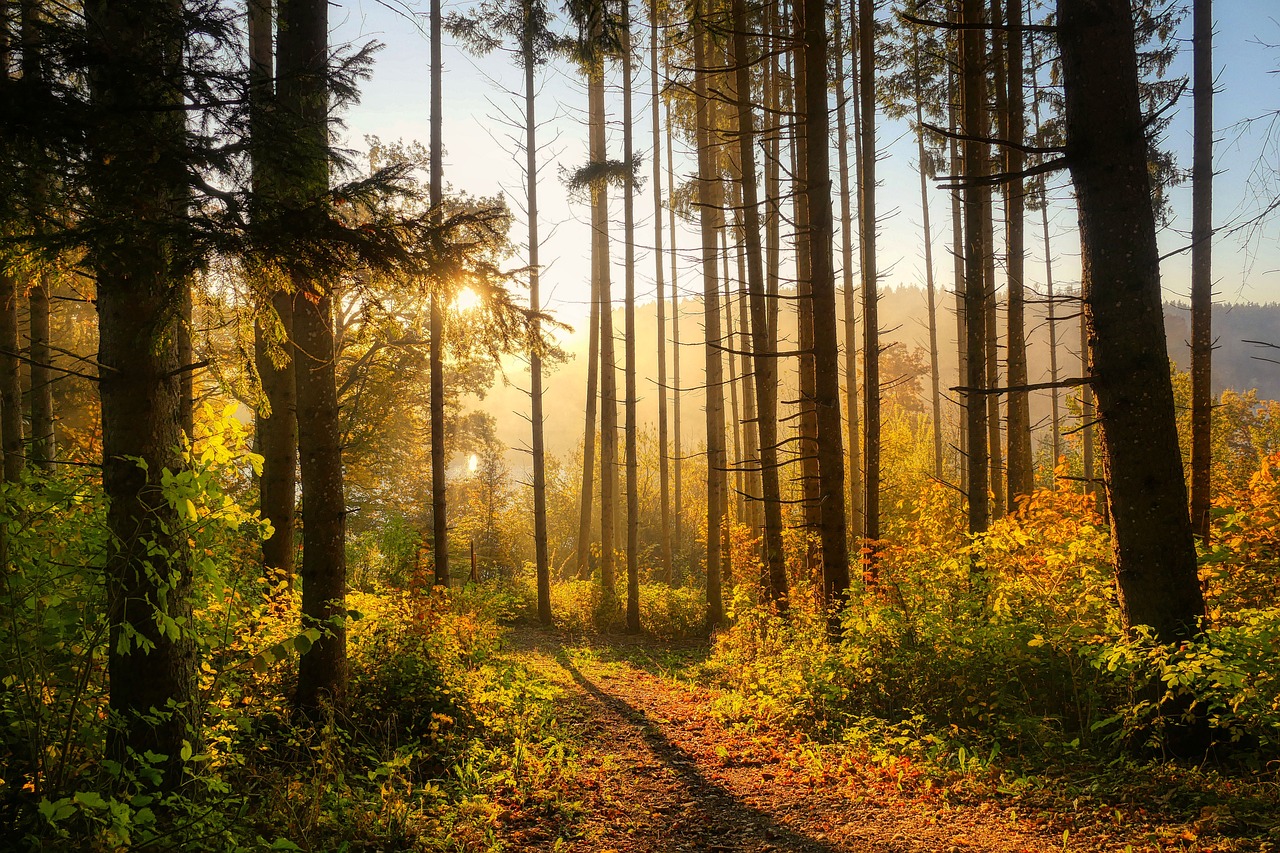 Exploring the Enchanting Forests of the Black Hills